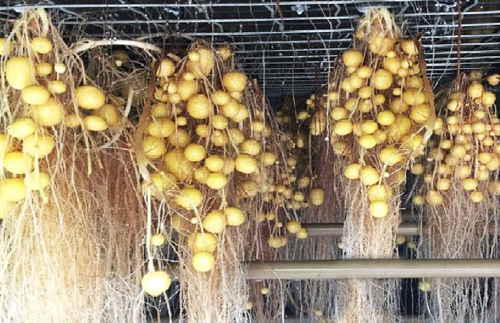 Aeroponic Potatoes