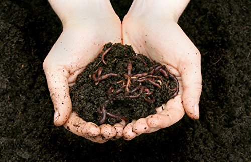 Vermicompost